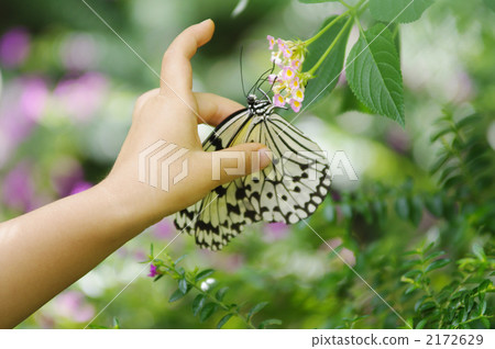tree nymph butterfly, bug, butterfly 2172629