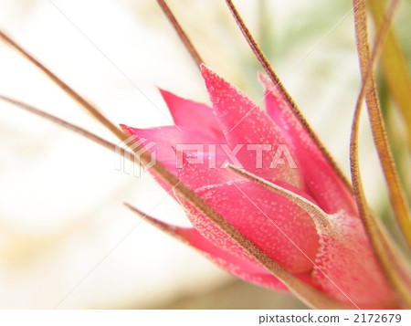 花序的strictor 花序的strictor 2172679
