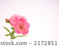 粉紅玫瑰1 2172851