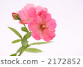 粉紅玫瑰2 2172852