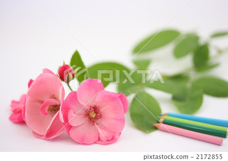 粉紅玫瑰4 2172855