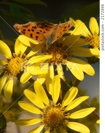 Tsubakibi and Kitatabe 2172898