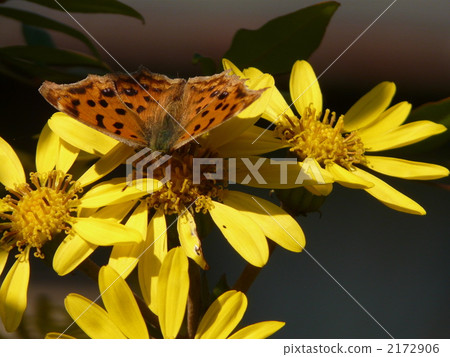 Tsubakibi and Kitatabe 2172906