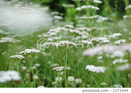 鋸棕櫚 鋸棕櫚 2173344