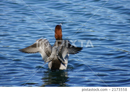 Stellar bamboo stretch 2173558