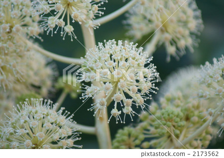 The eight flowers look like fireworks 2173562