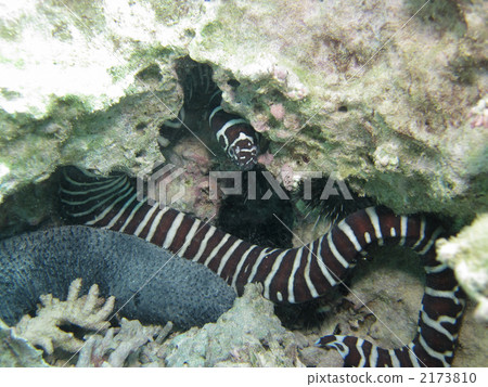 Zebra Cubs 2173810