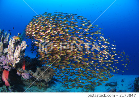 Spinach Spinach 2173847