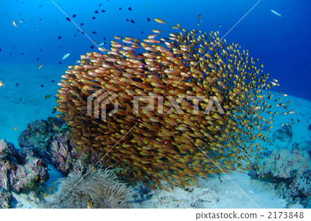 Kinmemodoki Kinmemodoki 2173848