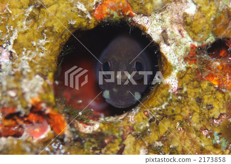 Kaeruuo Kaeruuo 2173858