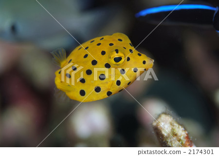 Minami Hako fu 2174301