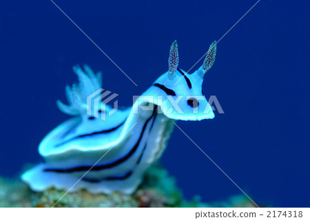 Misole Umizushi 2174318