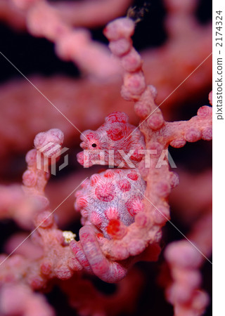 Pygmy Sea Hose 2174324