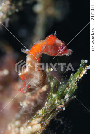 Gorgonian侏儒海馬 2174331