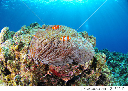 小丑anemonefish 2174341