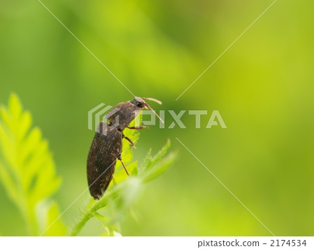 點擊甲蟲 2174534