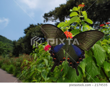Callus Swallowtail 2174535