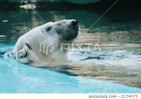 White bear White bear 2174575