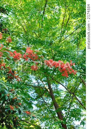 Kuroganaemochi Kuroganaemochi 2174884