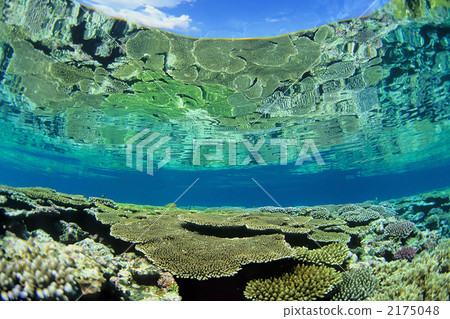 Reef on the surface of the water 2175048