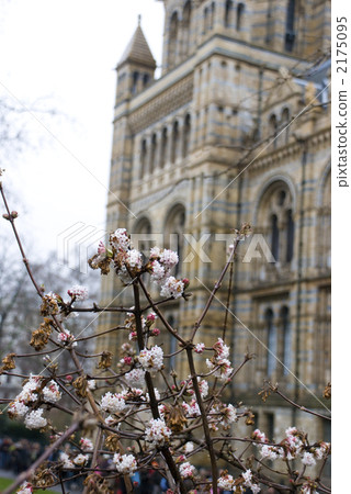 winter daphne, natural history museums, britain 2175095