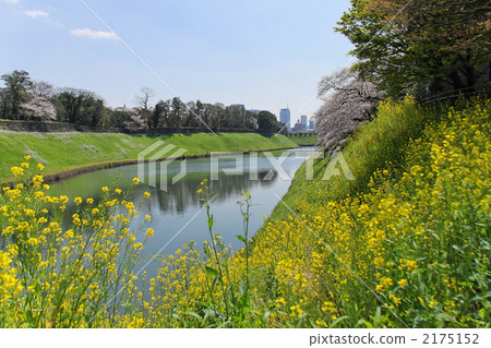 Moat of rape blossoms and cherry blossoms at the Imperial Palace 2175152