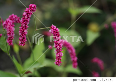 Prince S Feather Kiss Me Over The Garden Gate Stock Photo