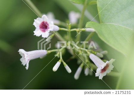 paederia foetida, skunkvine, stinkvine 2175231