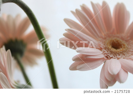 gerbera, gerberas, pale 2175728