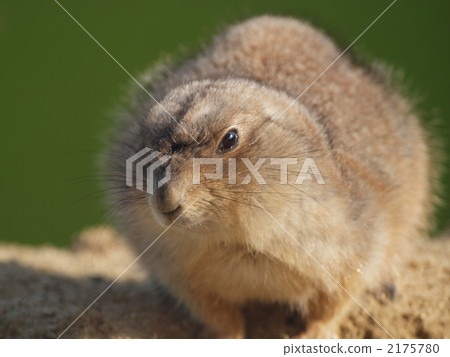 陸生動物 北美的草原土撥鼠 動物 2175780