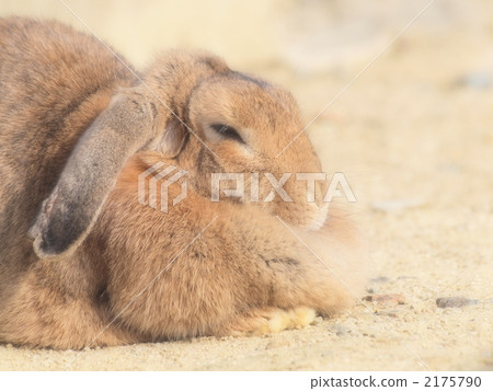 垂耳兔 陸生動物 兔子 2175790