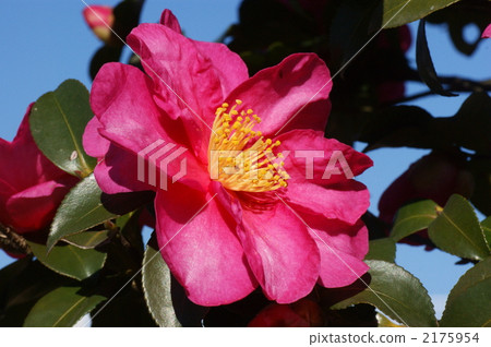 sasanqua, botanic, botanical 2175954