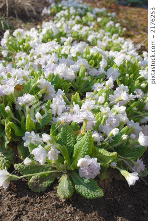 報春花 花朵 花 2176253