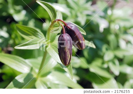 black lily, fritillaria camschatcensis, kamchatka fritillary 2176255