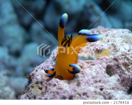 Udafuritsuzaya Umizushi Udafuritsuzaya Umizushi 2176418