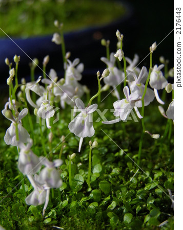 Rabbit mouth 2176448