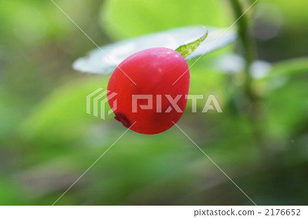 Megusurinoko fruit Megusurinoko fruit 2176652