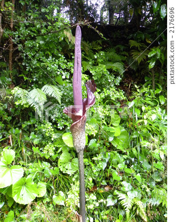 Konjac flowers 2176696