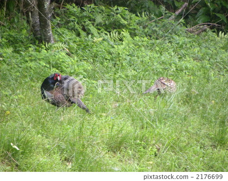 Male male to pheasant pheasant 2176699