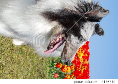 Shetland Sheepdog 2176710