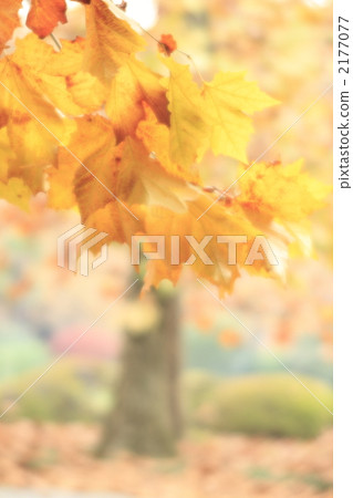 秋葉 黃葉 法國梧桐 2177077
