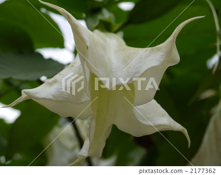 Angel's trumpet Angel's trumpet 2177362