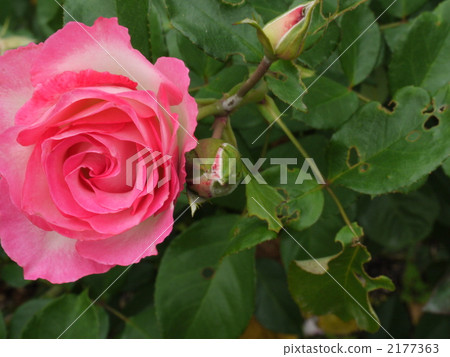 Strawberry ice Strawberry ice 2177363