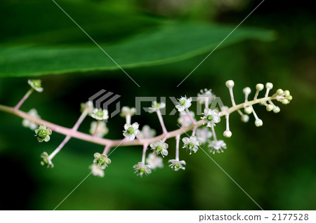 Flower of Yoshushi Yamabotou 2177528