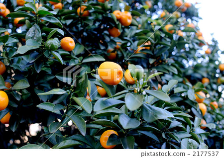 長壽無鞍 2177537