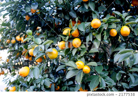 Longevity bareback 2177538