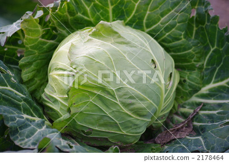 在收穫季節的冬天圓白菜 2178464