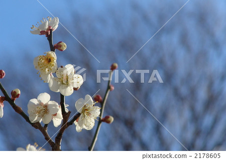 February Hakubai · Rosaceae 116 2178605