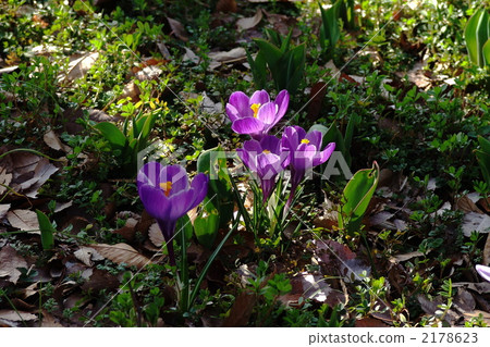 March Crocus and Iridaceae 62 2178623