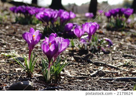 March Crocus和Iridaceae 63 March Crocus和Iridaceae 63 2178624